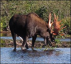 Penobscot River Trip Moose Sighting